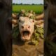 cow covered in giant frogs saved by Rescue Team #humanity #cow #animals #rescueanimals