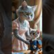 #cute #Kitty #cat #kitten #fluffy #singing #playing #shorts #viral #animals #baby #school #ready