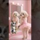 cute dog & cute puppies viral funny dance 😅 #cat #cutecat #catvideo#dogdance #angela