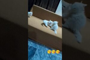 cute kitten siblings in Play mood #cat #kitten #cute #cutepets #pets #animals