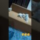 cute kitten siblings in Play mood #cat #kitten #cute #cutepets #pets #animals