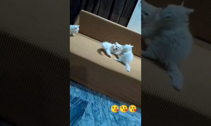 cute kitten siblings in Play mood #cat #kitten #cute #cutepets #pets #animals