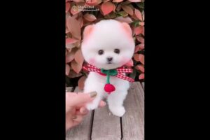 cute korean dog
