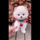 cute korean dog