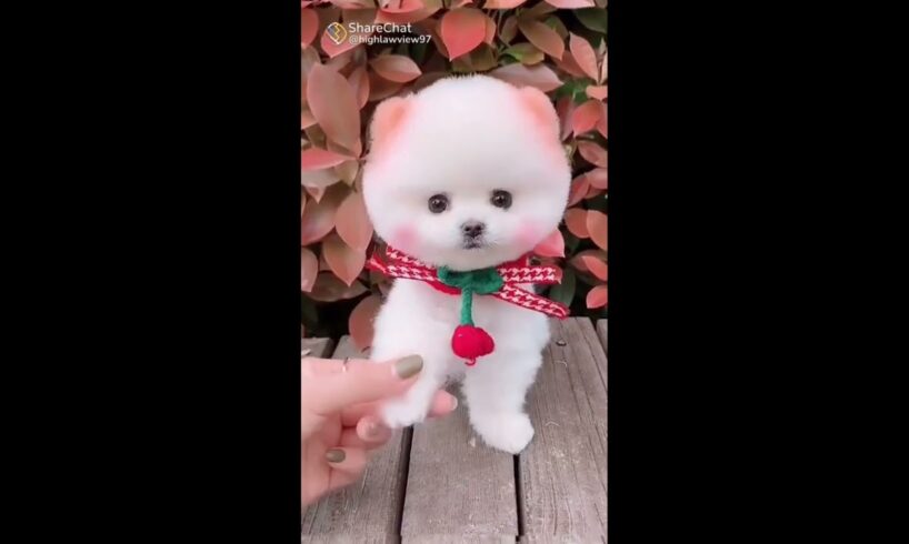 cute korean dog