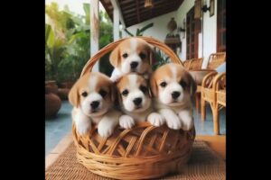 cute puppies are jumping #puppies  #dog #pets #adorablepets