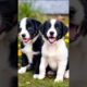 cute puppies barking dog video #puppy #dog #cutedog #pet #dogvideos #trending #youtubeshorts #shorts