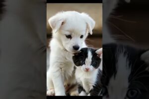 cute puppies #bollywood #shortsvideo