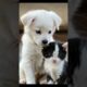 cute puppies #bollywood #shortsvideo