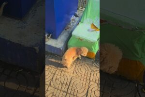cute puppies 🐶 #cute #cat