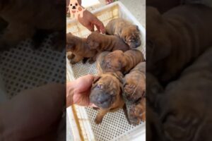 cute puppies 🐾🐕💙#cute #puppy #dog #pets