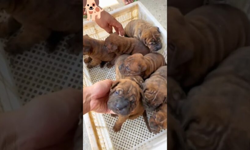 cute puppies 🐾🐕💙#cute #puppy #dog #pets