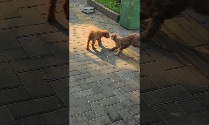 cute puppies 🐶 #dog