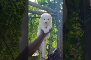 cute puppies 😍 dog lovers subscribe🤩most cutest puppies ever🥰😘