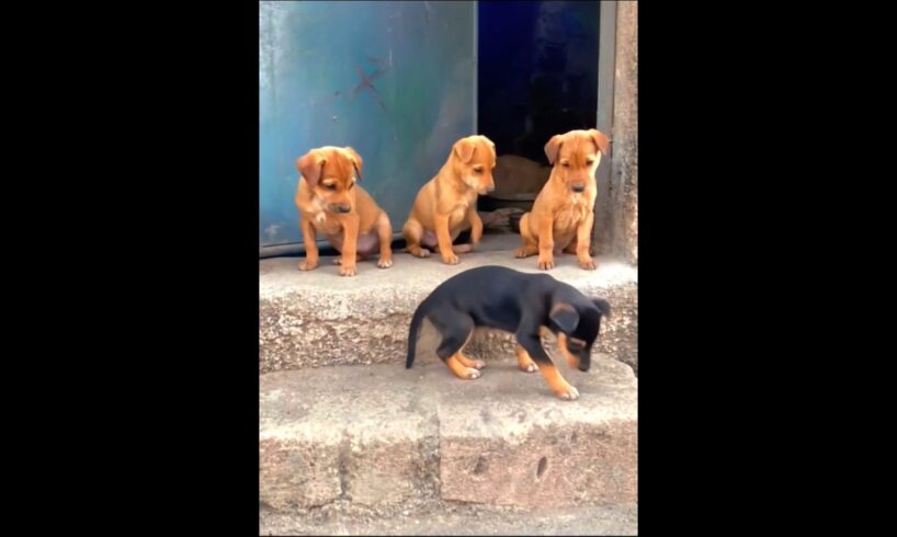cute puppies playing adorable video #puppy #dog #cutedog #pet #doglover #youtubeshorts #dogs #shorts