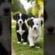 cute puppies playing and fighting in a park adorable moment #puppy #dog #dogs #cutedog #pets #shorts