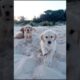 cute puppies playing on a sea beach cute video #puppy #pets #dog #puppies #youtubeshorts #shorts