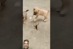 cute puppies playing #shorts #puppy #trending #puppies #youtube shorts #funny #fun #comedy #song #yt