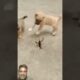 cute puppies playing #shorts #puppy #trending #puppies #youtube shorts #funny #fun #comedy #song #yt