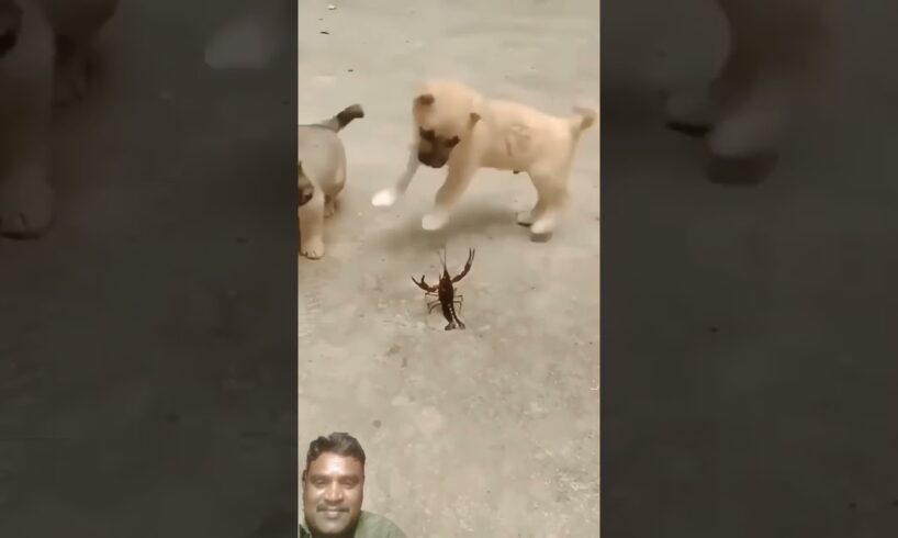 cute puppies playing #shorts #puppy #trending #puppies #youtube shorts #funny #fun #comedy #song #yt