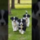 cute puppies walking in a park cute moments #puppy #dog #puppies #dogs #cutedog #trending #shorts