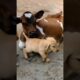 cute puppies with a cute little baby cow #cow #puppy #puppies #cutecow #cuteanimals #youtubeshorts