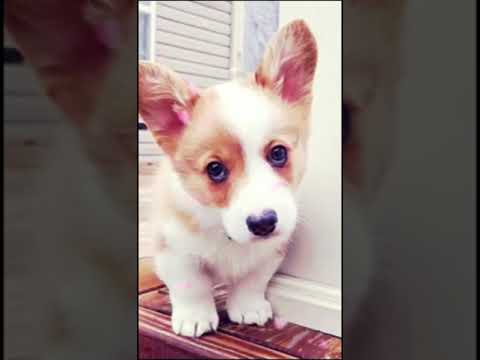 cute puppies