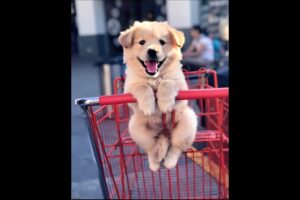 cute puppy barking dog videos #puppy #dog #cutedog #pets #youtubeshorts #barking #trending #shorts
