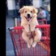 cute puppy barking dog videos #puppy #dog #cutedog #pets #youtubeshorts #barking #trending #shorts