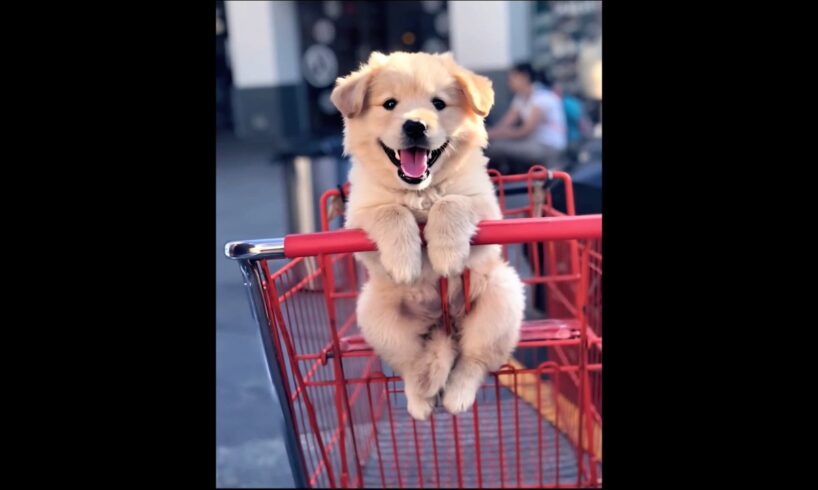 cute puppy barking dog videos #puppy #dog #cutedog #pets #youtubeshorts #barking #trending #shorts