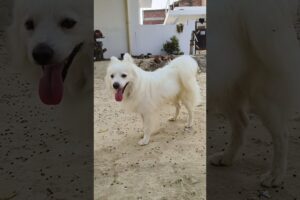 cute puppy honey #akashrbl783 #ranivlogrbl #youtubeshorts #shorts