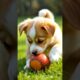 cute puppy playing #puppy #cute #animals #cuteanimal #love #foryou #love #dog #doglover #animalworld