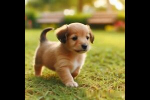 cute puppy #puppy #cute #cutedog #dog