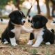 cutest puppies are playing #puppy #cute #cutedog #dog #frenchbulldog