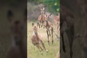 deer fast running #birds #owlsounds #animalsounds #animals