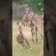 deer fast running #birds #owlsounds #animalsounds #animals