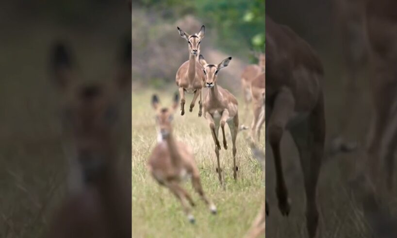 deer fast running #birds #owlsounds #animalsounds #animals