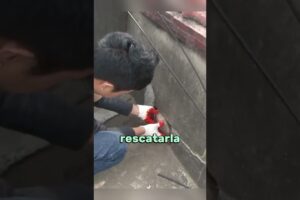 esta caniche no podía bajar de la azotea #shorts #cute #gatos #perros #perritos #rescate #animales