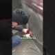 esta caniche no podía bajar de la azotea #shorts #cute #gatos #perros #perritos #rescate #animales