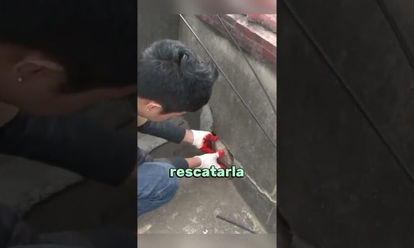 esta caniche no podía bajar de la azotea #shorts #cute #gatos #perros #perritos #rescate #animales