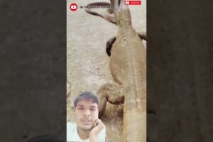 #fight #animals #snake #kingcobra