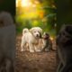 funny and cutest puppies, #puppies #dog 2