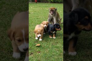 funny and cutest puppies, #puppies #dog 5