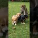 funny and cutest puppies, #puppies #dog 5