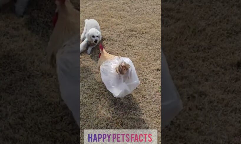 funny puppy and cute roost playing in the play ground. #shorts #puppy #rooster #funny #animals