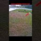 german shepherd vs doberman #trending #animals #wildlife #dog#germanshepherd#doberman#shorts#youtube