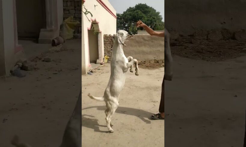 goat video | beautiful goat videos #animals #goat #trending