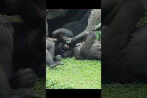 gorilla fun playing 🤣 #gorillatag #金剛猩猩 #台北市立動物園 #shorts