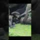 gorilla fun playing 🤣 #gorillatag #金剛猩猩 #台北市立動物園 #shorts