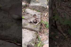 incredible actions baby monkey 🐵 Shavara and Emory playing hard #babyanimal #cute #animals